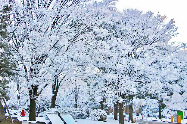 亥鼻キャンパスも雪景色となりました 写真